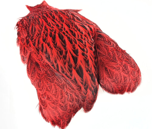 FF Freshwater hen saddle cape  Orange