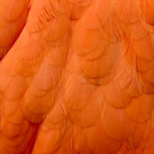 FF AMERICAN HEN SADDLE  ORANGE