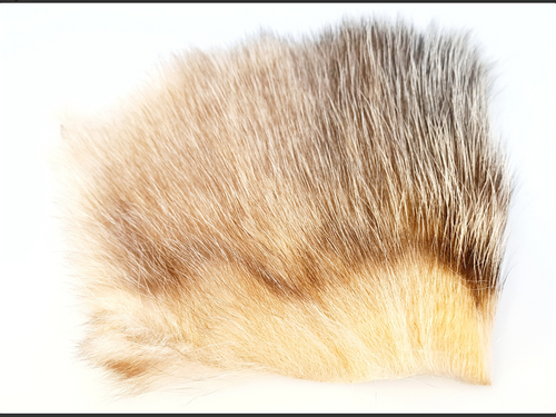 American Opossum  Tan