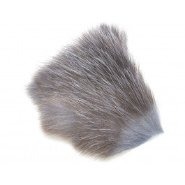 American Opossum  Grey