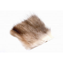 American Opossum White